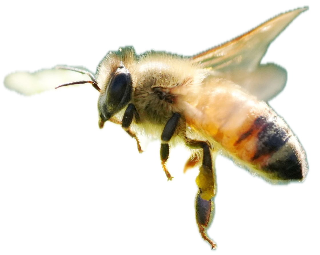 jardin de la abeja (1)